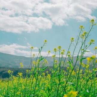 Family Tour - Fruškać