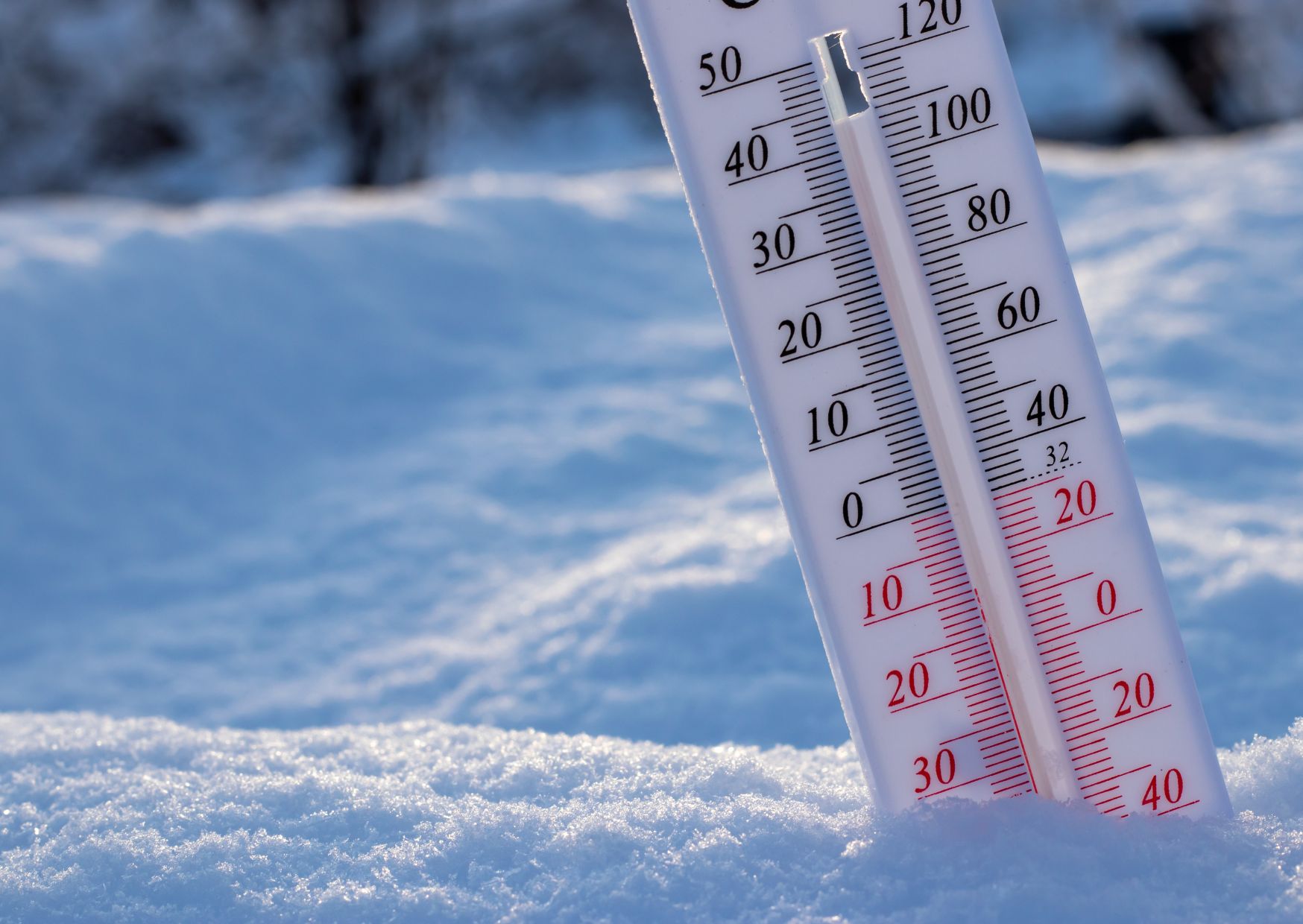 Cold Exposure Ovčar