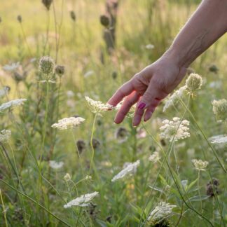 LIMFNI RESET - Gučevo