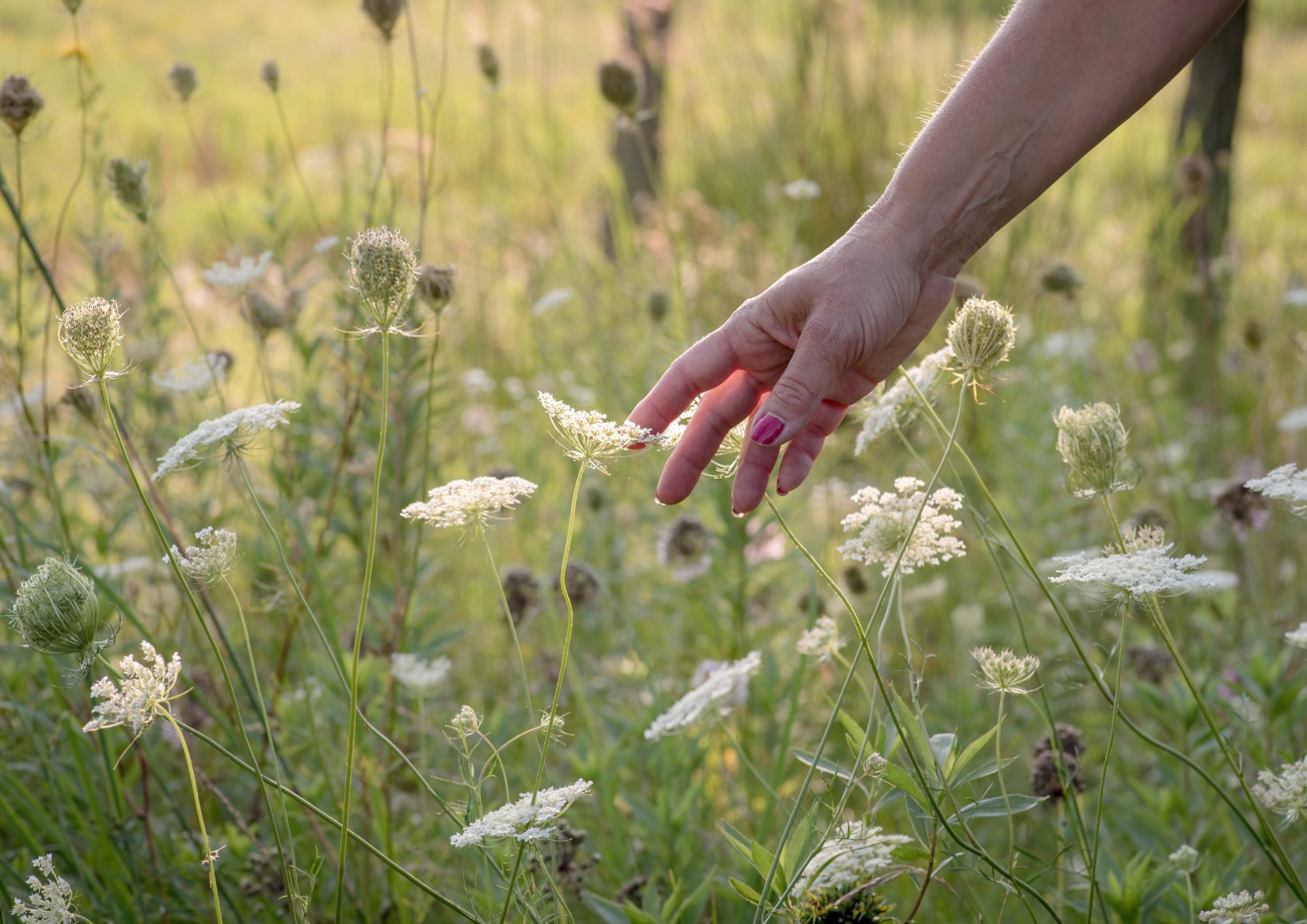 LIMFNI RESET - Gučevo