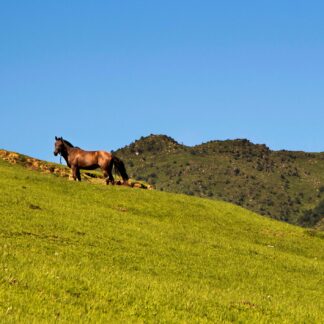 Stolovi i manastir Žiča
