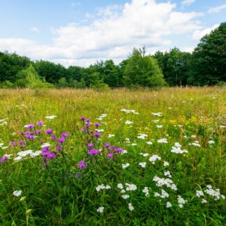 Kosmaj + Kabinet Relax Tour